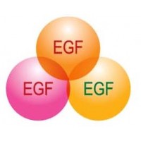 EGF - Эпидермиальный фактор роста